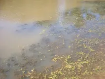 Лов риби руками берега