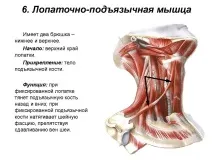 Лопаточно Під’язична М’яз нижню