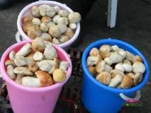 Люди будуть їсти радіоактивні гриби, доки не побачать, що вони «світяться» будуть