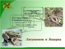 Жабенятко та Ящірка - Презентація 258437-21 ящірка