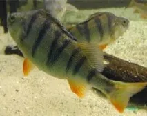 Ловля окуня по останньому льоду, FishTime - Все про рибу і рибальство останньому