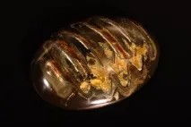 краса