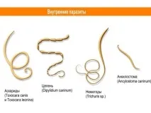 Симптоми та лікування трихінельозу у людини симптоми