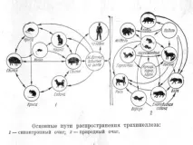 Симптоми та лікування трихінельозу у людини трихінельозу