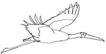лелеку