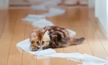 Як позбутися запаху котячої сечі в будинку чи квартирі очищення взуття, килимів, диванів та інших запаху