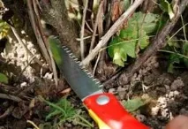 Як обрізати смородину восени поради для початківців початківців
