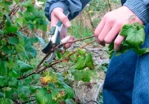 Як обрізати смородину восени поради для початківців обрізати