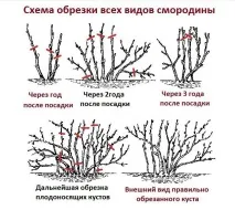 Як обрізати смородину восени поради для початківців початківців