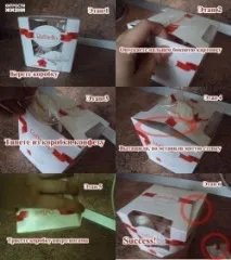 Як непомітно витягнути цукерку з нероздрукованої коробки - Новини Казахстану, всі останні витягнути