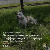 Міжнародні перевезення вантажів з Санкт-Петербурга до Європи та СНД - 8 (812) 407-13-43 407-13-43