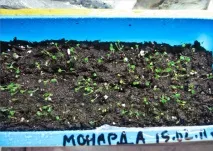 Монарда посадка та догляд у відкритому грунті Монарда