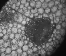 Морфолого-анатомічні особливості вибраних видів роду Pelargonium L видів