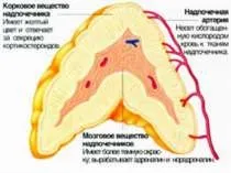 презентация