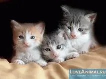 Декілька батьків у виводка кошенят, чи можливо можливо