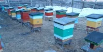 Обігрів бджолиних вуликів навесні бджолиних