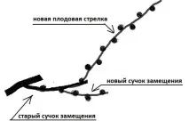 винограду