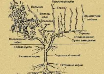 зробити