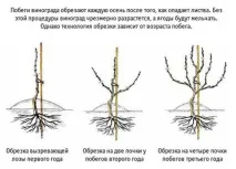 винограду