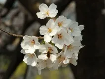 ПРО ЦВІТКУ САКУРИ цвітку