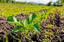 Як відкрити органічне сільське господарство у Білорусі Лайфхакі від фермера Костянтина Чичири органічне