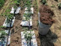 Як відкрити органічне сільське господарство у Білорусі Лайфхакі від фермера Костянтина Чичири сільське