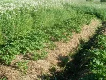 Як відкрити органічне сільське господарство у Білорусі Лайфхакі від фермера Костянтина Чичири сільське