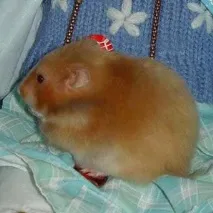 стать