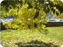Осіння нудьга осіння