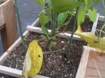 Чому жовтіють баклажани в теплиці, ТопСадівник жовтіють