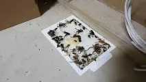 Нащадок дракона та кедрової шишки кедрової