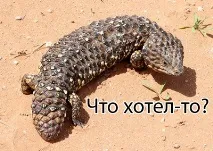 Нащадок дракона та кедрової шишки кедрової