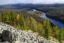 Природа, рослини та тварини Комі рослини
