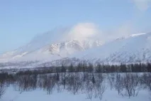 Природа, рослини та тварини Комі тварини