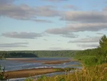 Природа, рослини та тварини Комі рослини