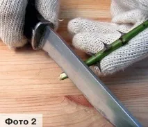 Щеплення троянд у розщеп, Квіти у саду (Садиба) розщеп