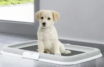 собаку