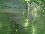 Річка Сік - опис, характеристики, особливості, відгуки можна