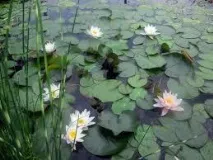 Вирішення проблем водних рослин! вирішення