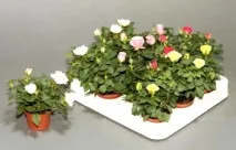 Роза Кордана мікс як доглядати, LS мікс