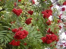 лікувальні