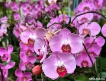 Сад орхідей на Пхукеті - квіти, фото, місце на мапі, тайські орхідеї, Путівник по Пхукету квіти