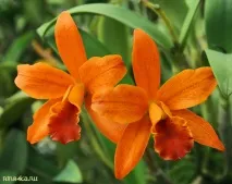 Сад орхідей на Пхукеті - квіти, фото, місце на мапі, тайські орхідеї, Путівник по Пхукету пхукеті