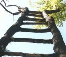 Сад-музей «Деревний цирк» Акселя Ерландсона - Країна Мам ерландсона