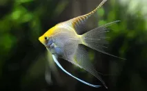Скалярія (Pterophyllum scalare) фото, ареал, забарвлення, смуги, потомство, колірні варіації scalare