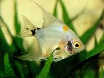 Скалярія (Pterophyllum scalare) фото, ареал, забарвлення, смуги, потомство, колірні варіації pterophyllum