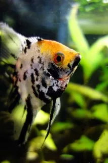 Скалярія (Pterophyllum scalare) фото, ареал, забарвлення, смуги, потомство, колірні варіації скалярія