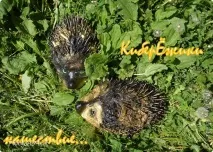 кіберїжки
