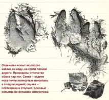 галявині