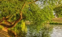 Сонник Іва, до чого сниться Іва уві сні бачити сниться